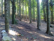 06 Nel bosco
